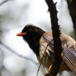 Red-billed Blue Magpie (image by Diedert Koppenol)