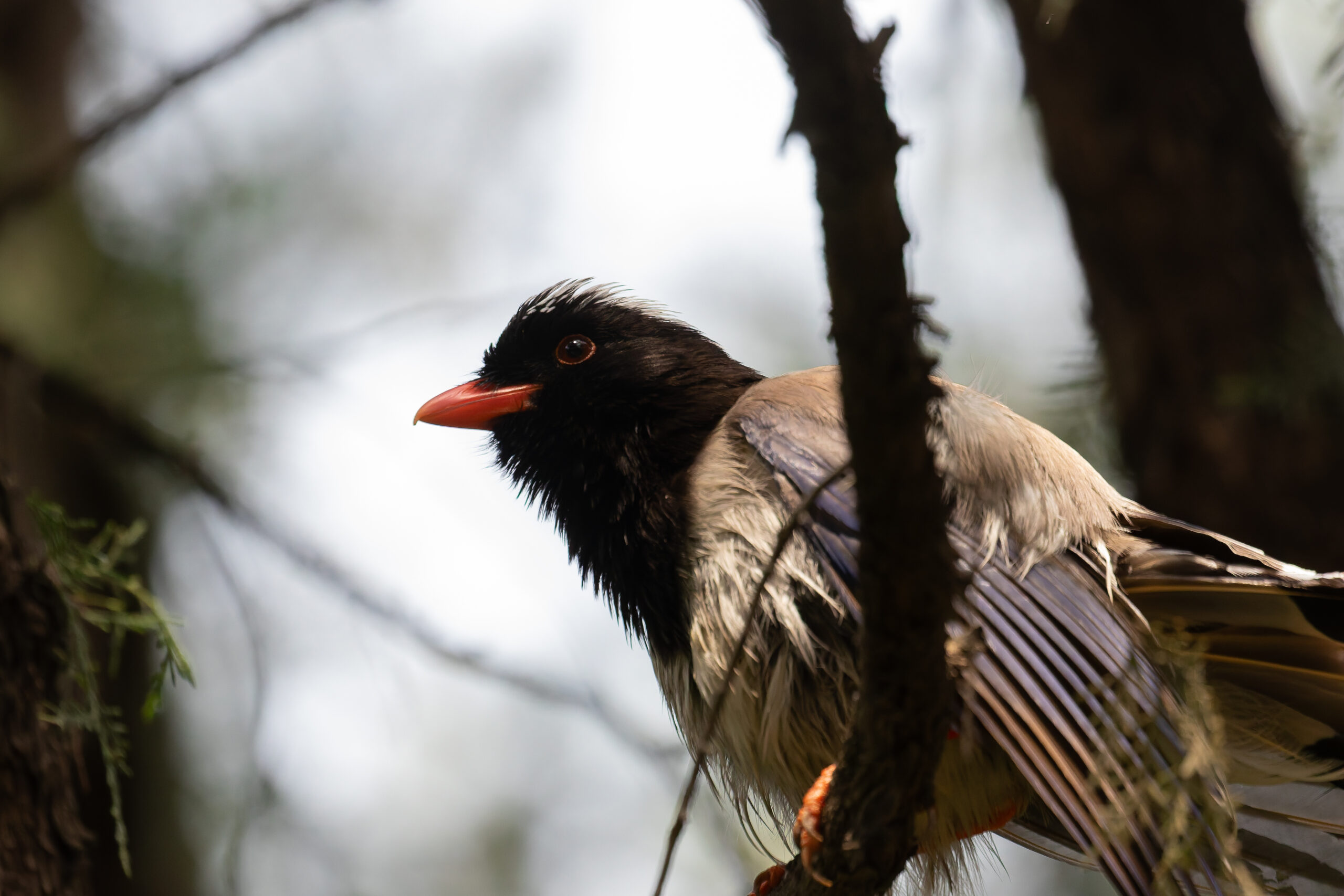 Red-billed Blue Magpie (image by Diedert Koppenol)