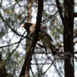 Red-billed Blue Magpie (image by Diedert Koppenol)