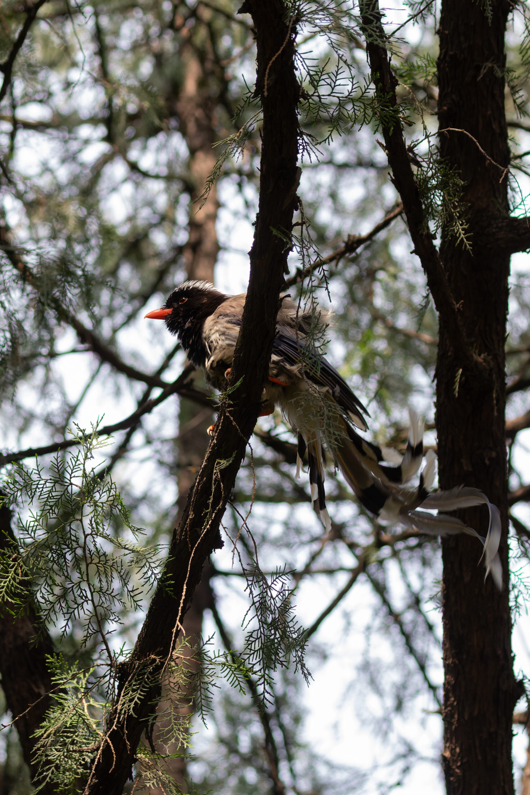 Red-billed Blue Magpie (image by Diedert Koppenol)