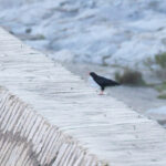Red-billed Chough (image by Diedert Koppenol)