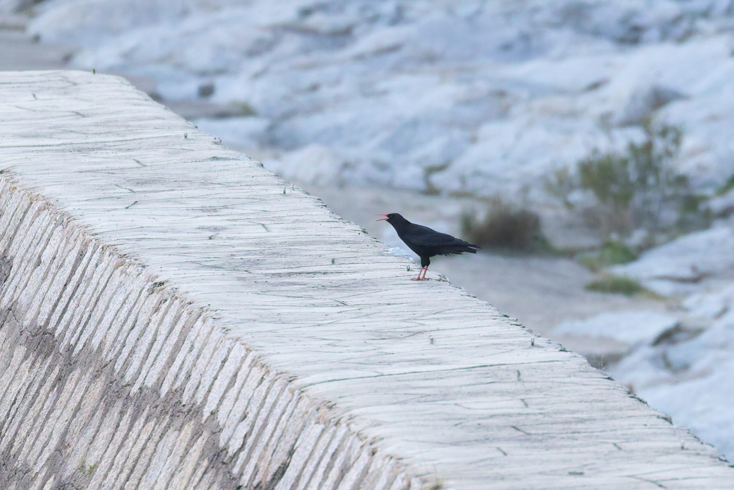 Red-billed Chough (image by Diedert Koppenol)