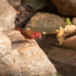 Red-billed Firefinch (image by Diedert Koppenol)