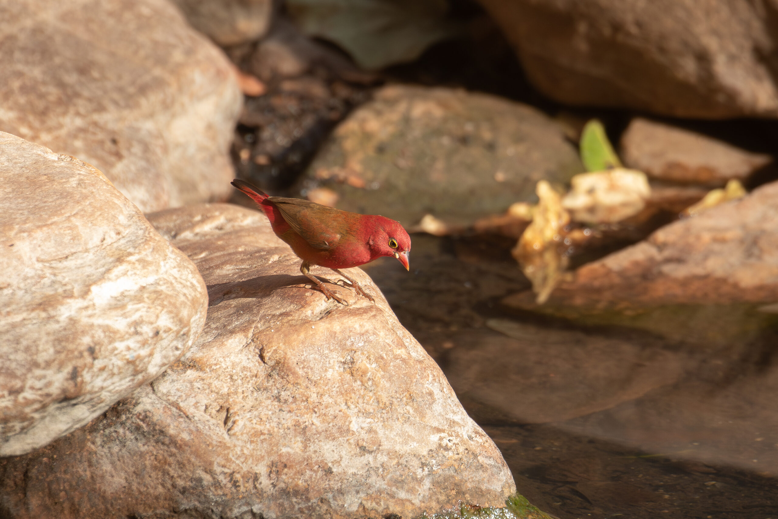 Red-billed Firefinch (image by Diedert Koppenol)