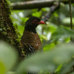 Red-billed Partridge (image by Sjoerd Radstaak)