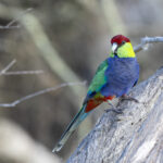 Red-capped Parrot (image by Frederic Pelsy)