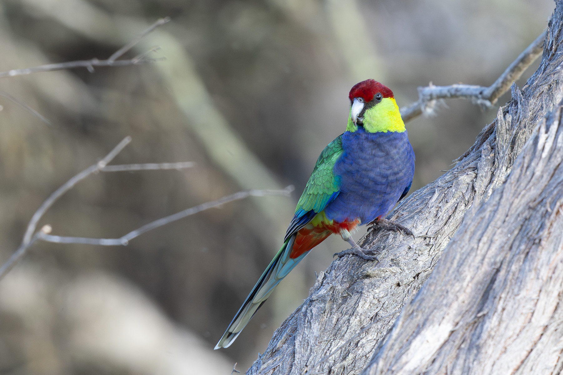 Red-capped Parrot (image by Frederic Pelsy)