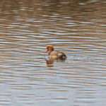 Red-crested Pochard (image by Diedert Koppenol)