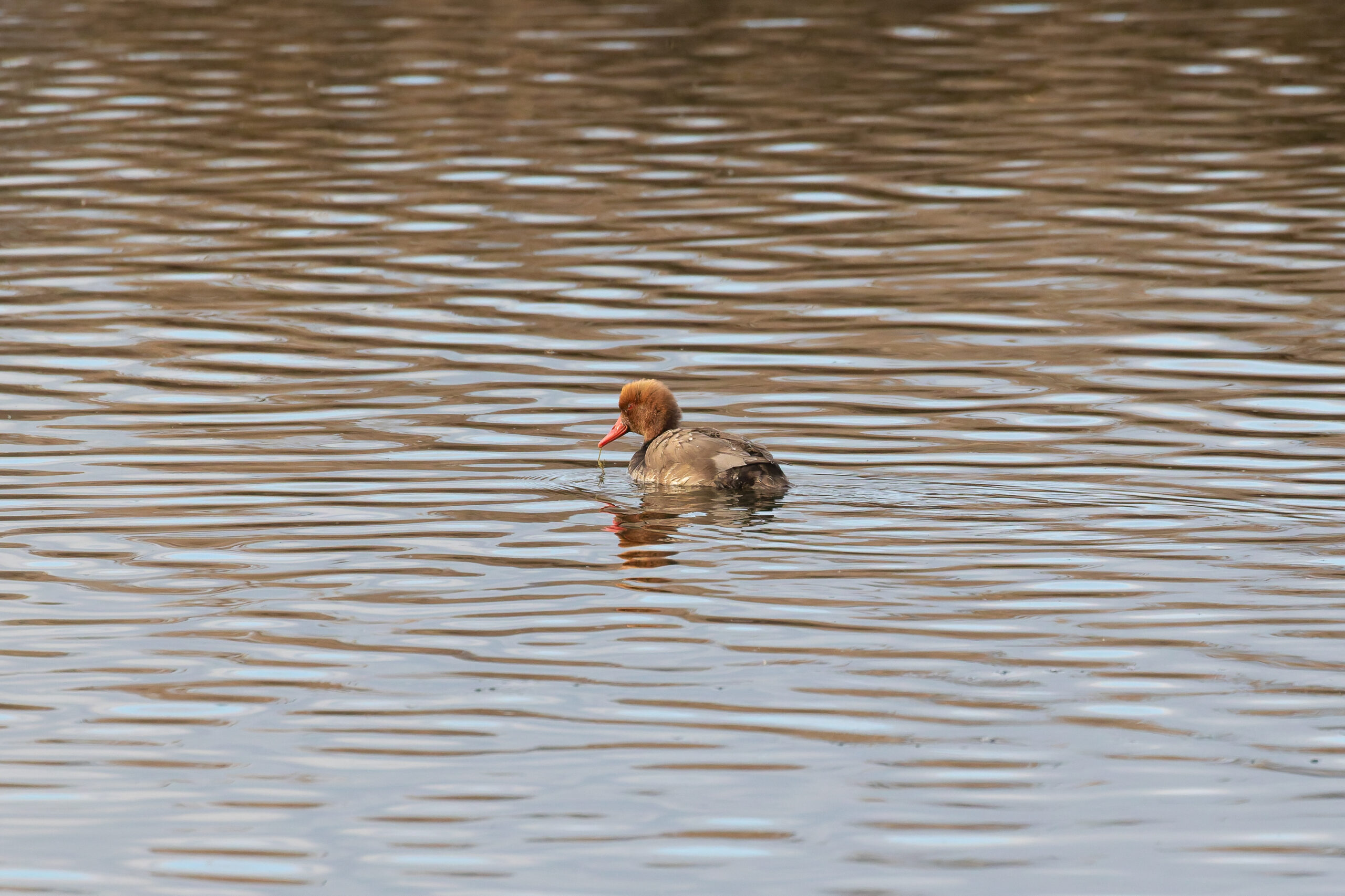 Red-crested Pochard (image by Diedert Koppenol)