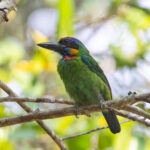 Red-crowned Barbet (image by Sjoerd Radstaak)