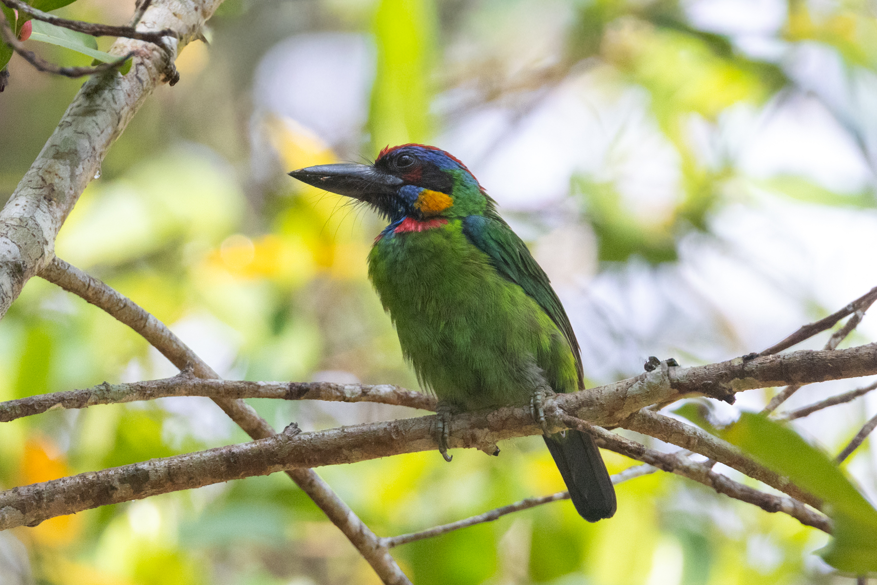 Red-crowned Barbet (image by Sjoerd Radstaak)