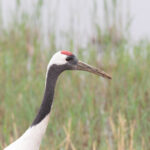 Red-crowned Crane (image by Diedert Koppenol)
