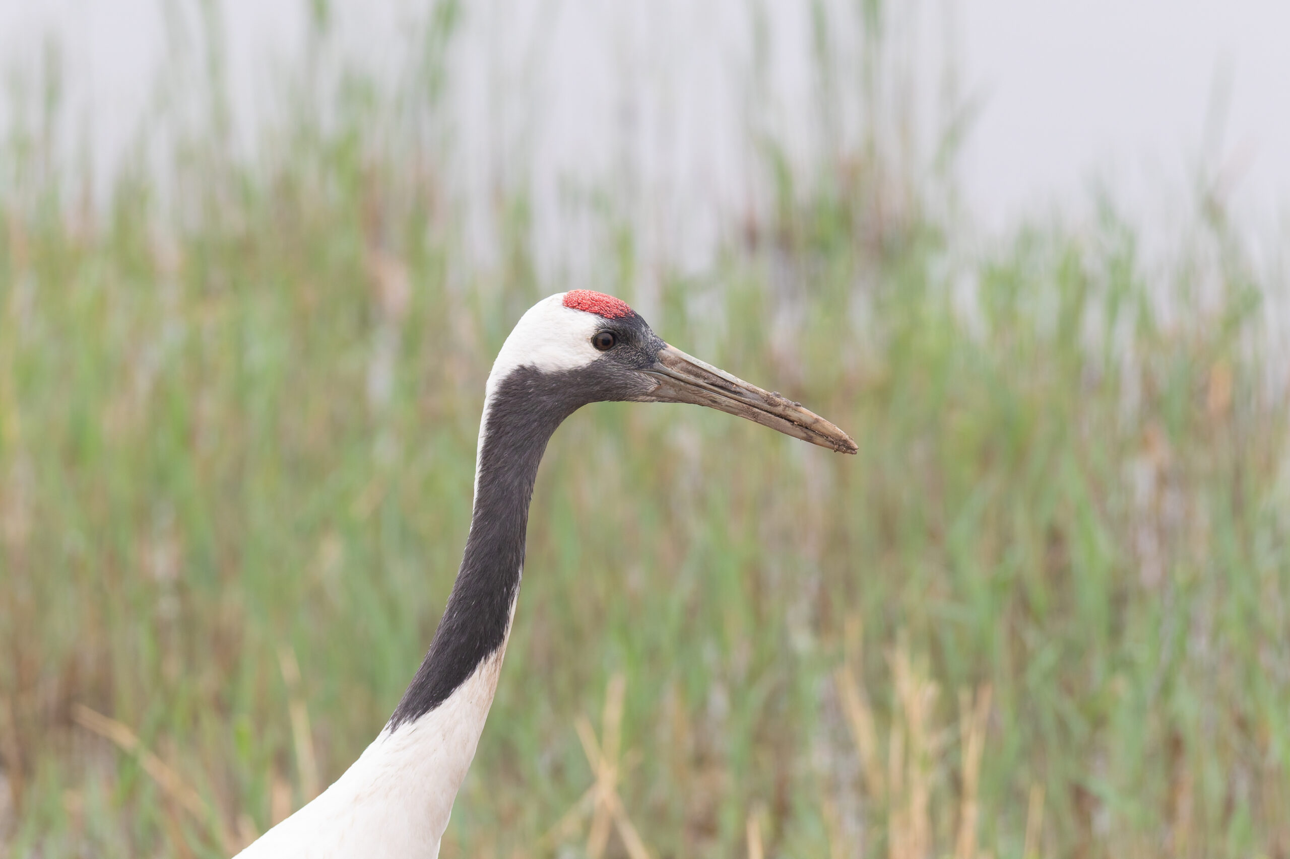 Red-crowned Crane (image by Diedert Koppenol)