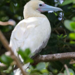 Red-footed Booby (image by Hannu Jännes)