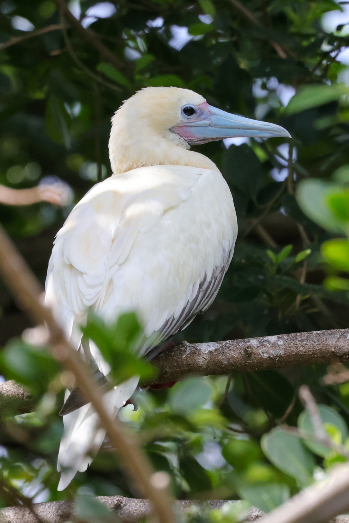 Red-footed Booby (image by Hannu Jännes)