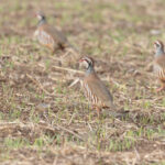 Red-legged Partridges (image by Diedert Koppenol)
