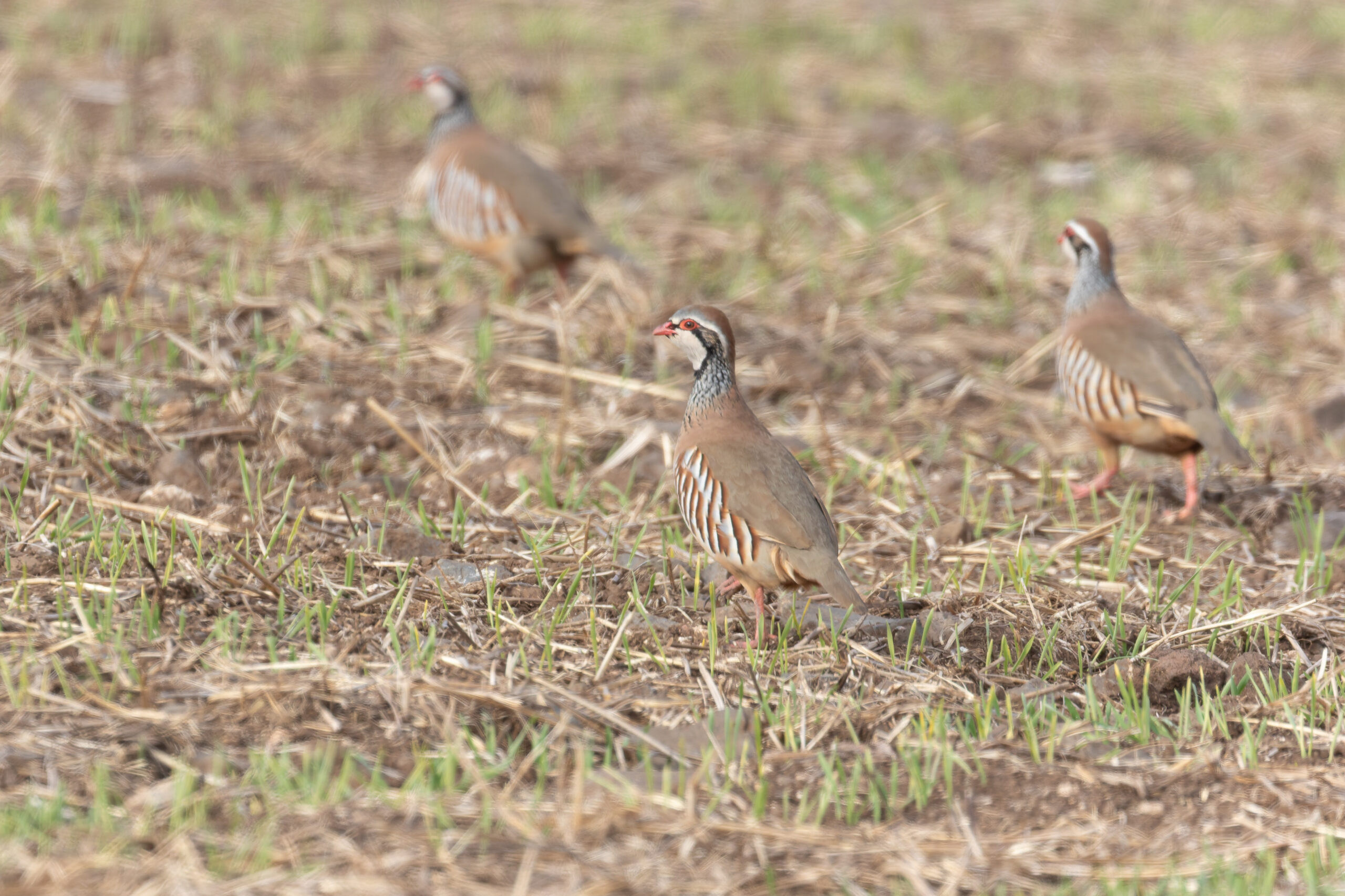 Red-legged Partridges (image by Diedert Koppenol)