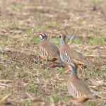 Red-legged Partridges (image by Diedert Koppenol)