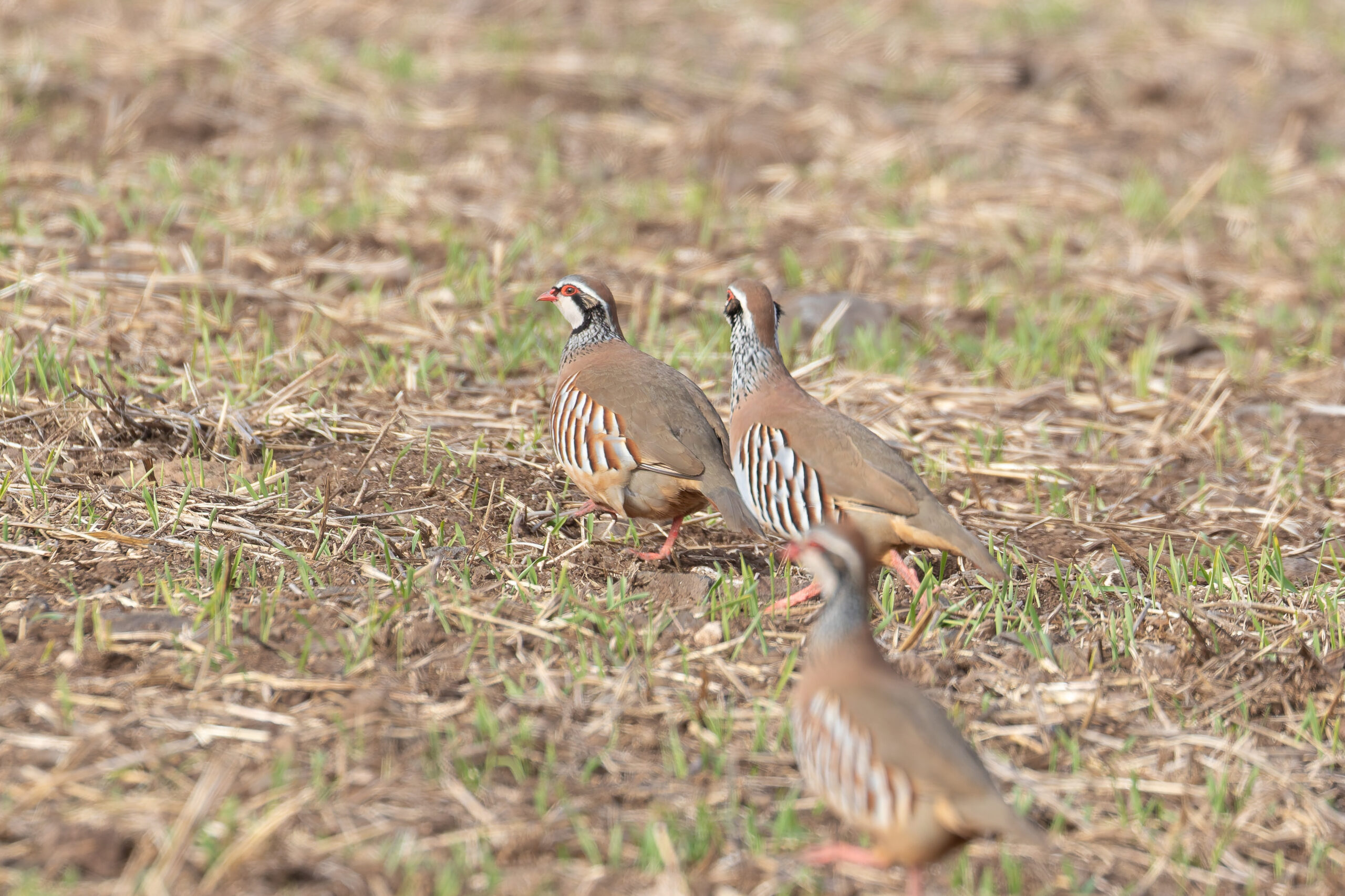 Red-legged Partridges (image by Diedert Koppenol)