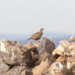 Red-legged Partridge (image by Diedert Koppenol)
