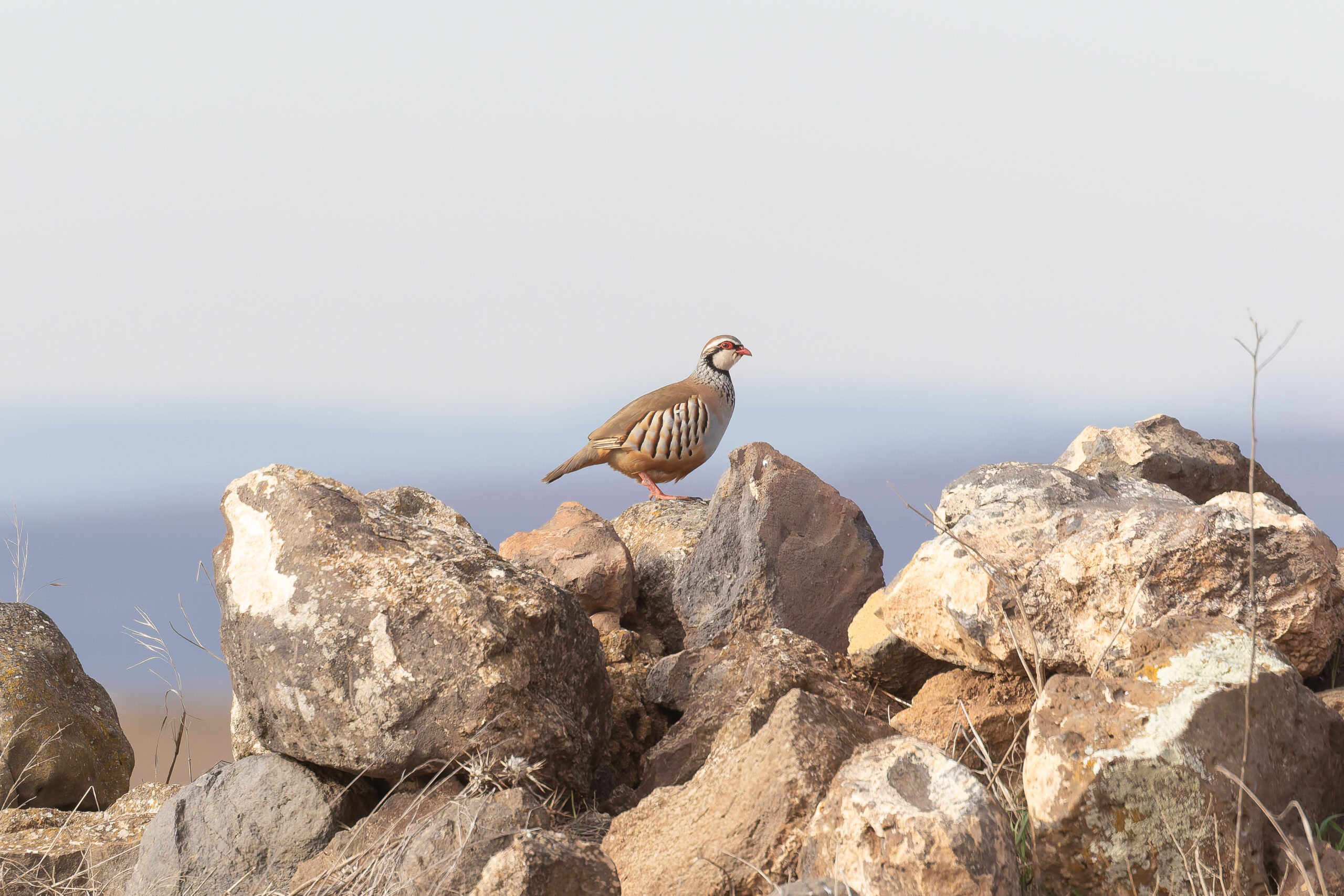 Red-legged Partridge (image by Diedert Koppenol)