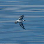 Red-necked Phalarope (image by Dave Farrow)