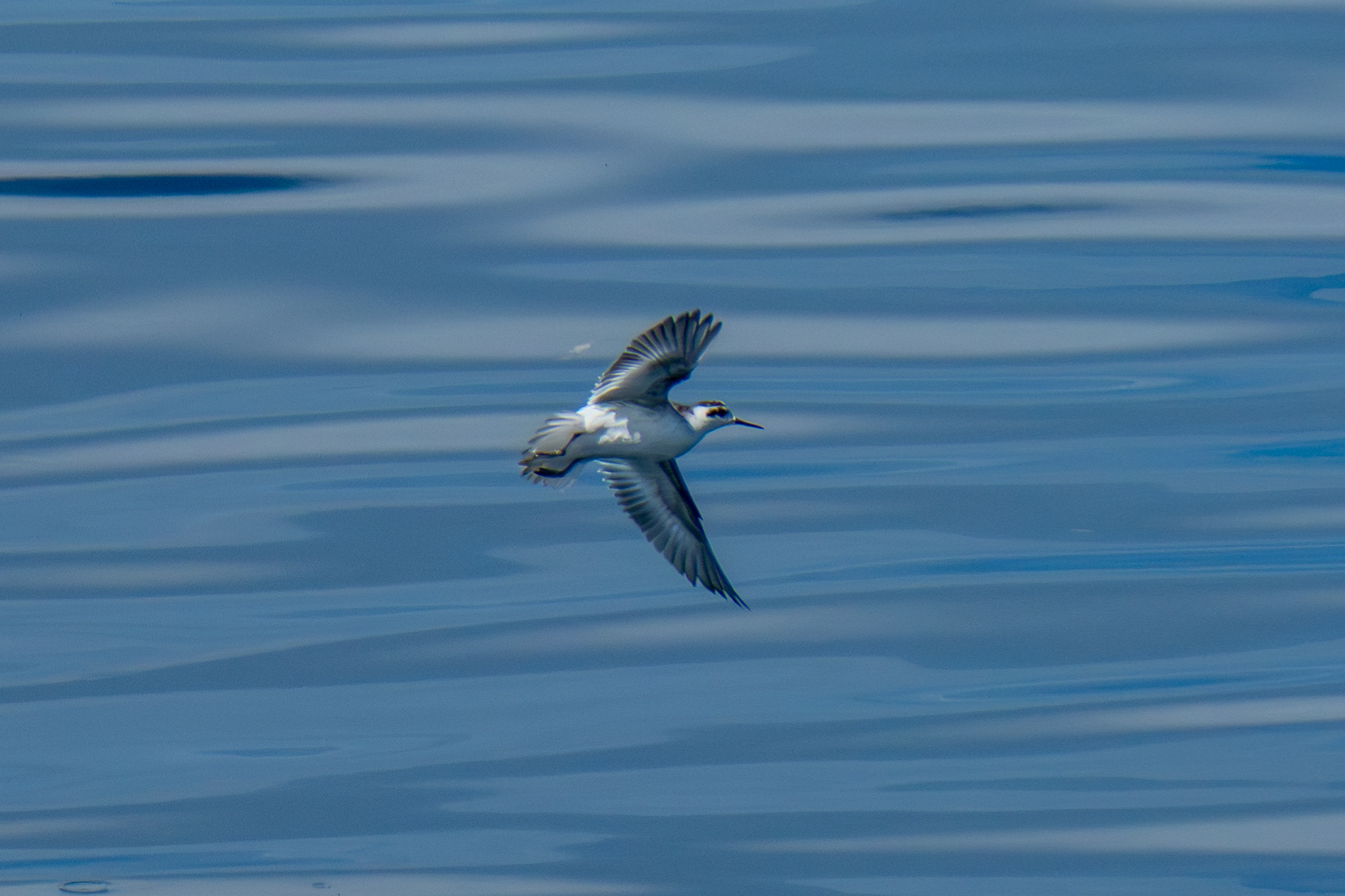 Red-necked Phalarope (image by Dave Farrow)