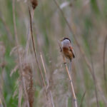 Reed Parrotbill (image by Diedert Koppenol)