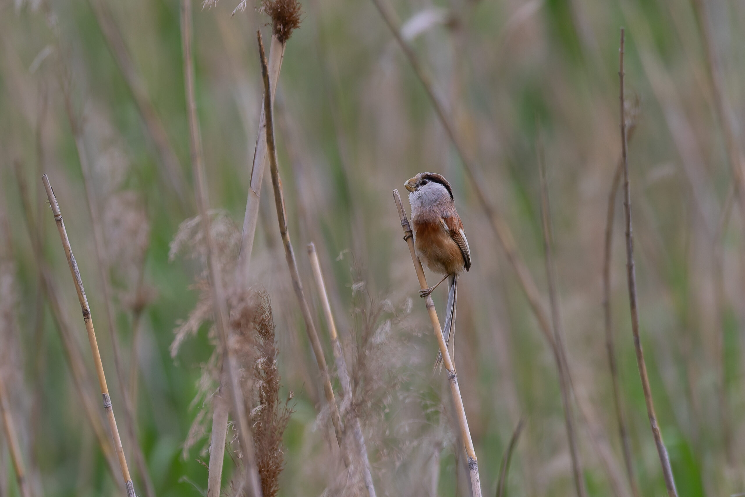Reed Parrotbill (image by Diedert Koppenol)