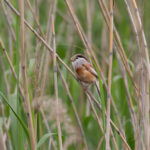 Reed Parrotbill (image by Diedert Koppenol)