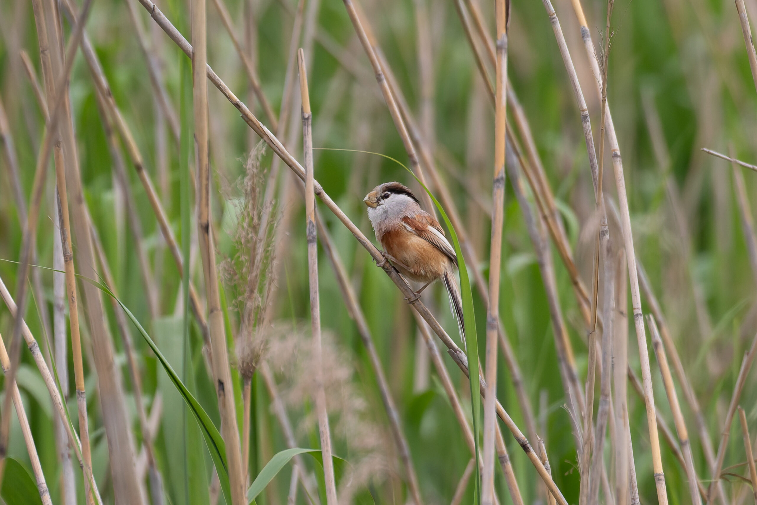 Reed Parrotbill (image by Diedert Koppenol)