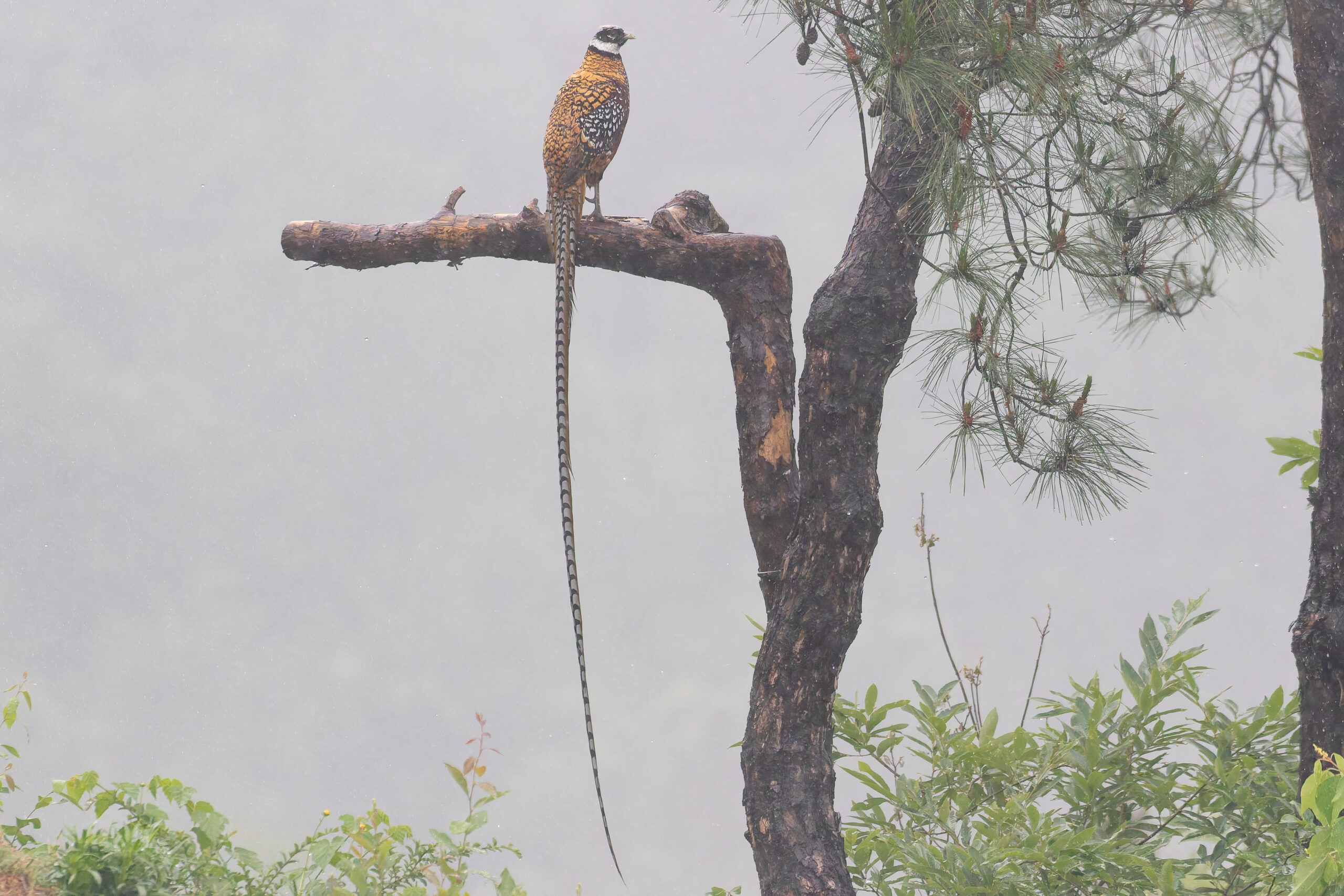 Reeves's Pheasant (image by Diedert Koppenol)