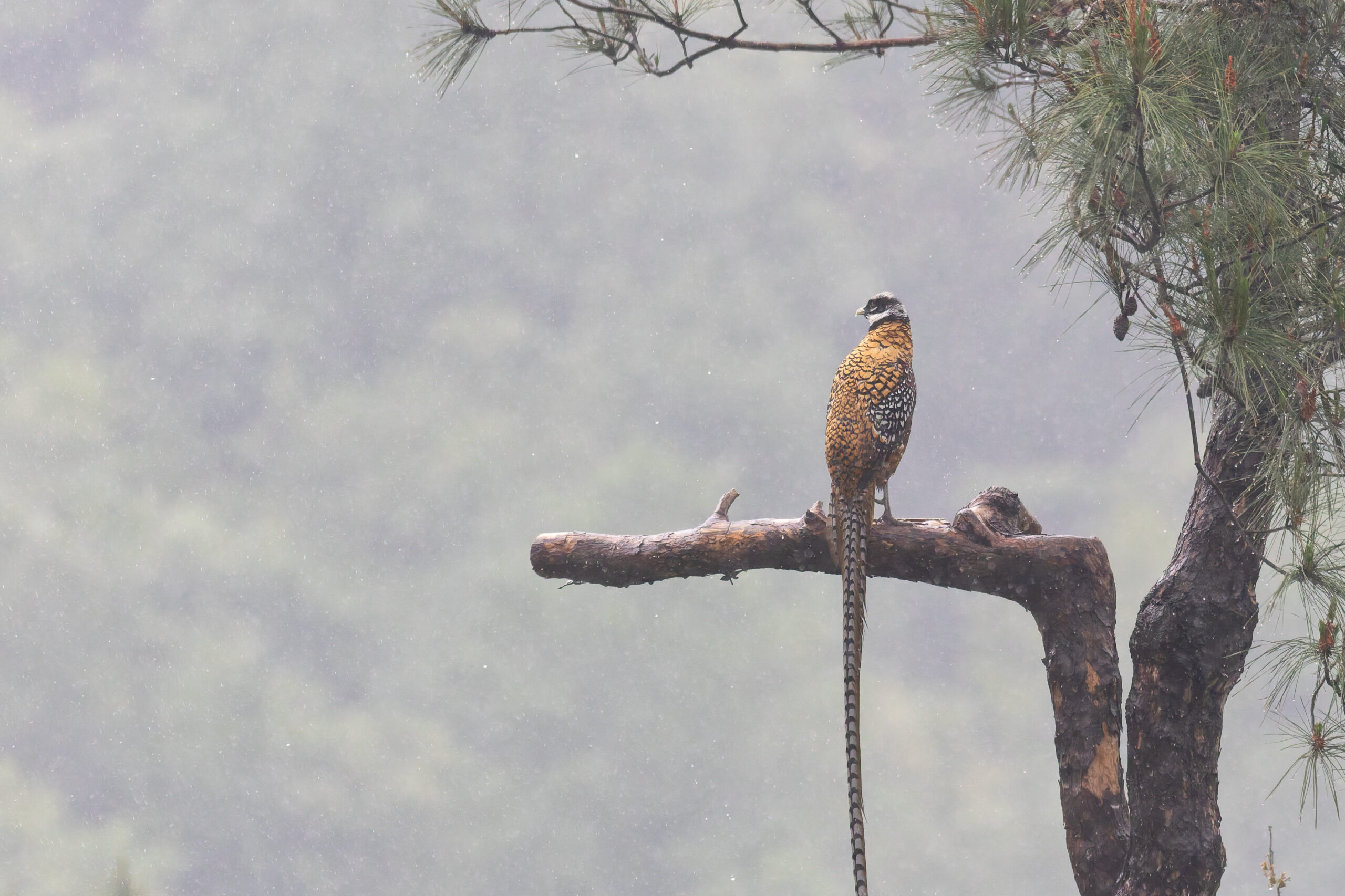 Reeves's Pheasant (image by Diedert Koppenol)