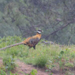 Reeves's Pheasant (image by Diedert Koppenol)