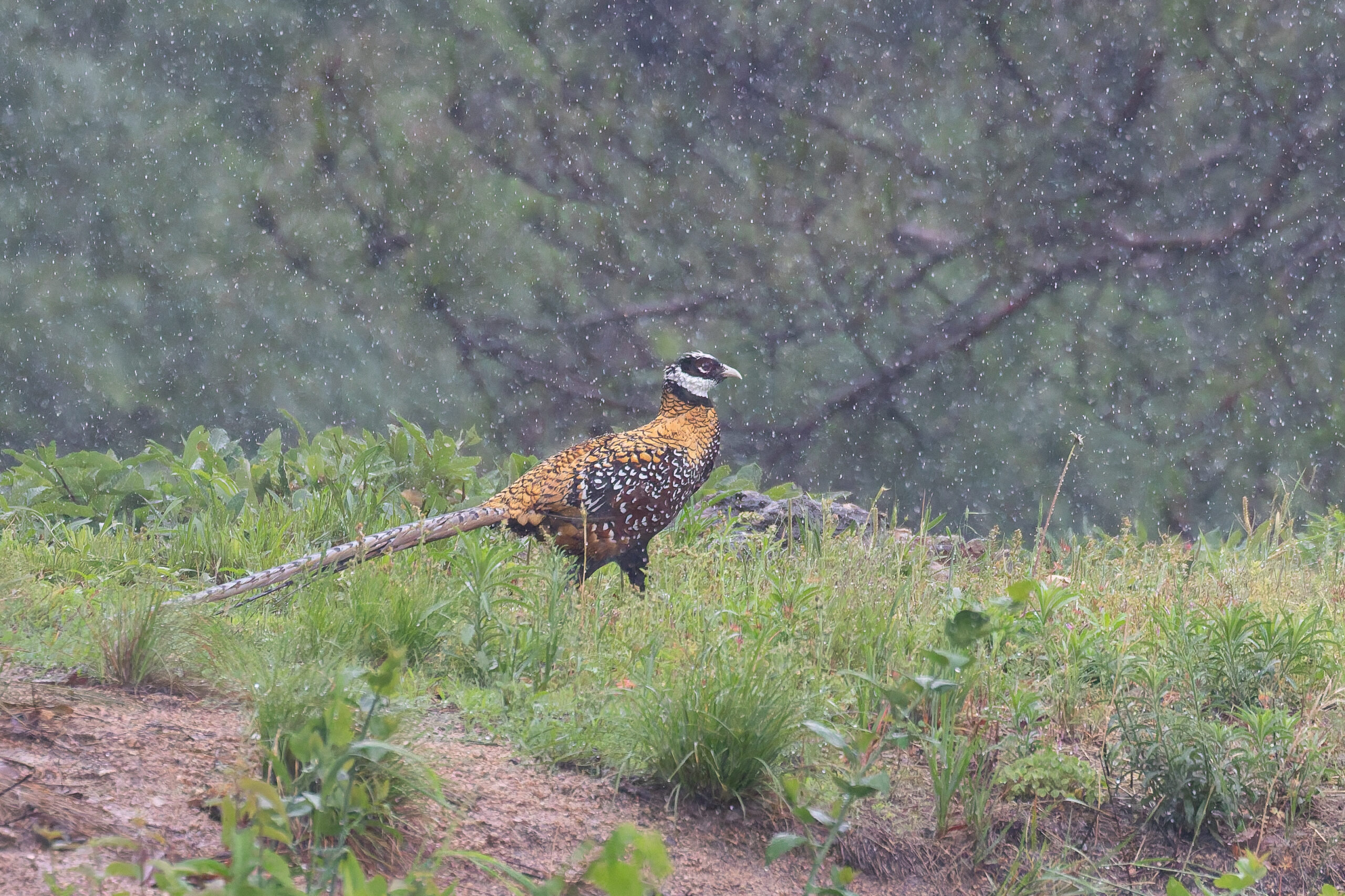 Reeves's Pheasant (image by Diedert Koppenol)