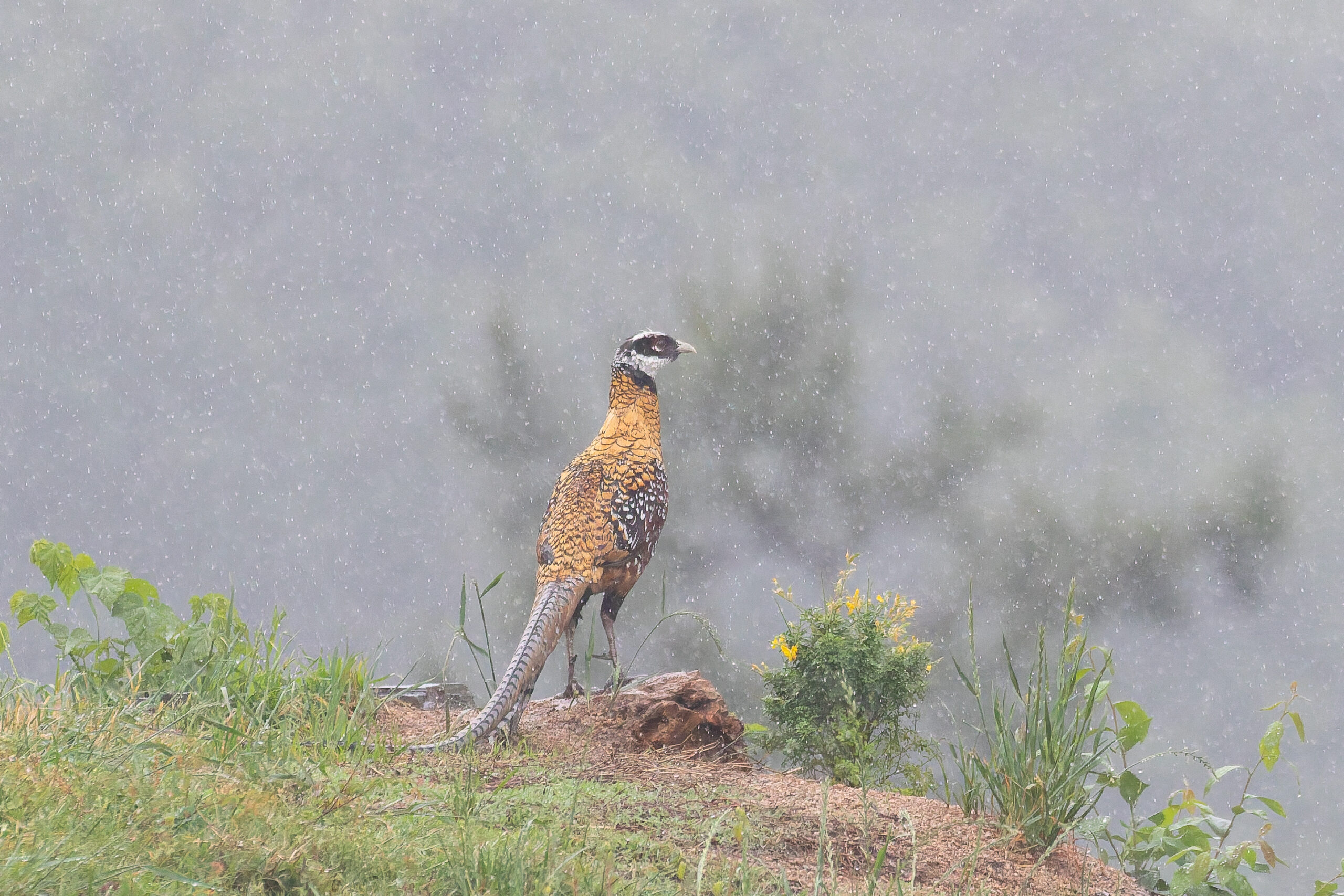Reeves's Pheasant (image by Diedert Koppenol)
