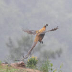 Reeves's Pheasant (image by Diedert Koppenol)