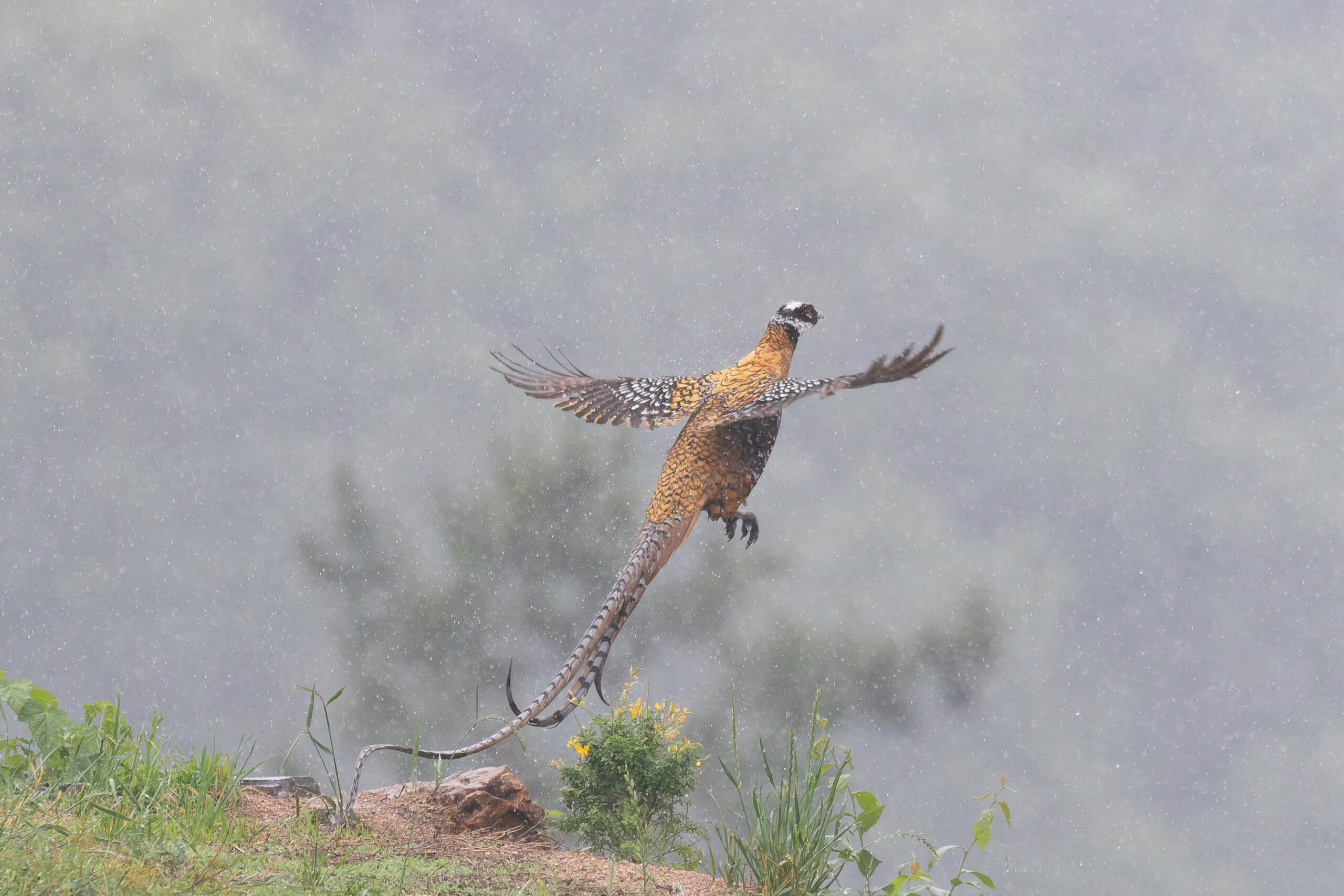 Reeves's Pheasant (image by Diedert Koppenol)