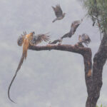 Reeves's Pheasant with Oriental Turtle Doves (image by Diedert Koppenol)