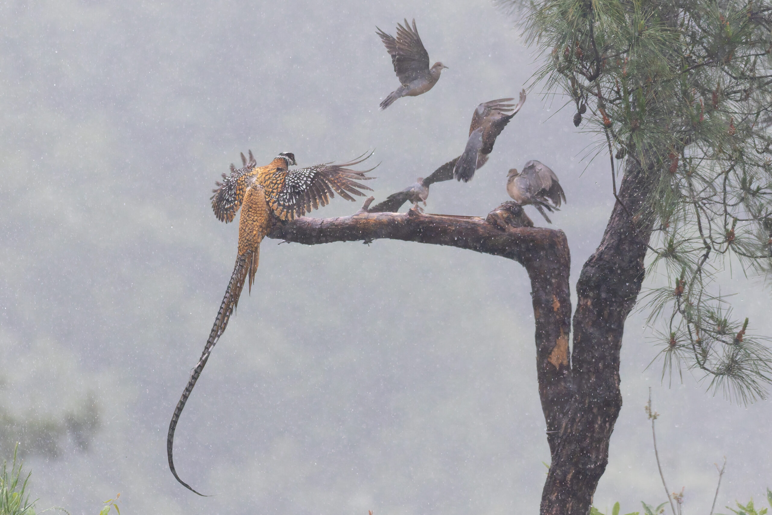Reeves's Pheasant with Oriental Turtle Doves (image by Diedert Koppenol)