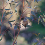 Rock Bunting (image by Diedert Koppenol)