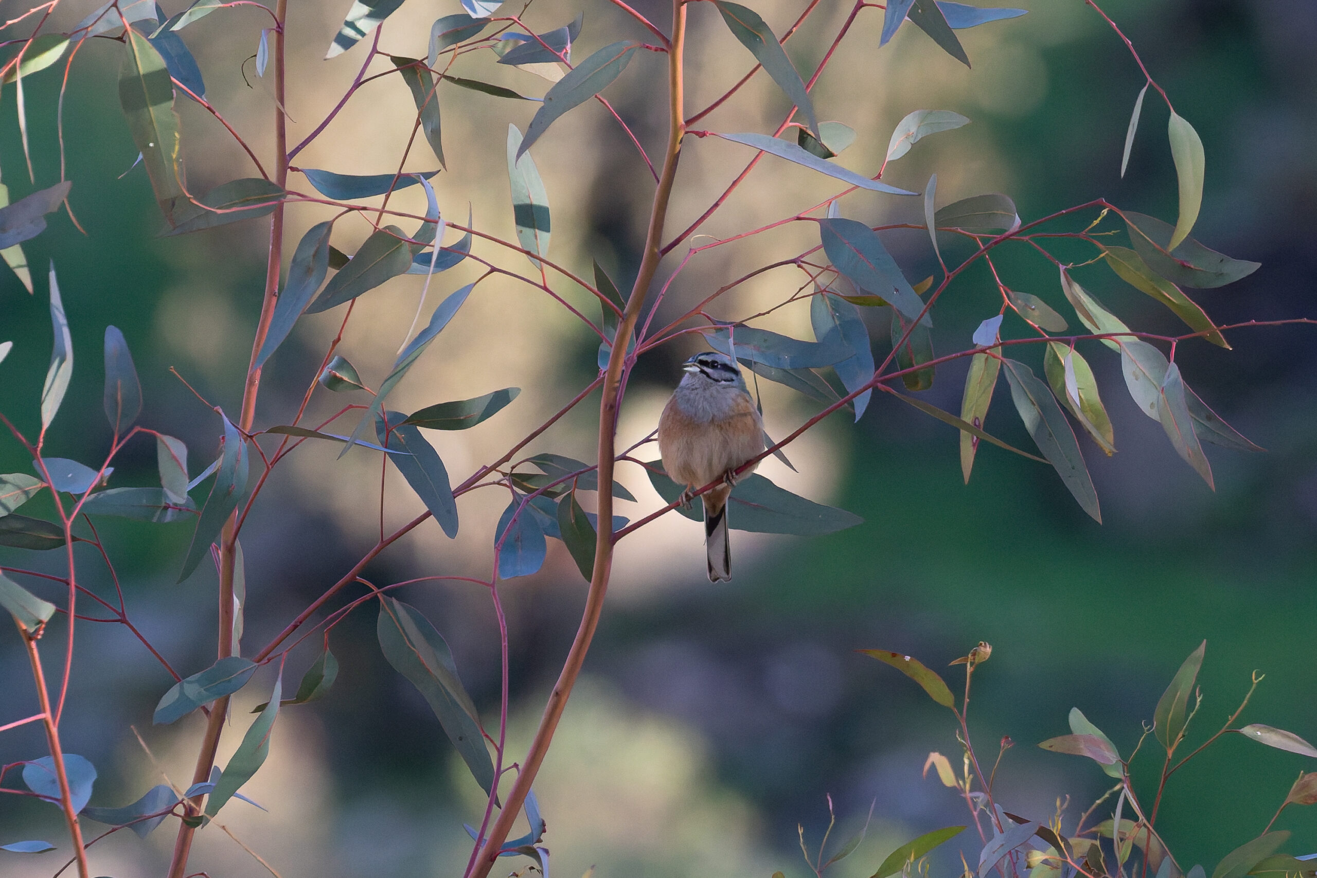 Rock Bunting (image by Diedert Koppenol)