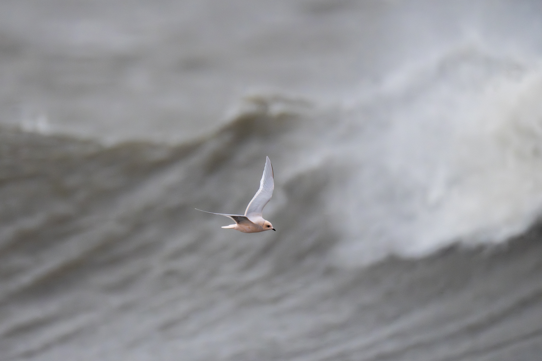 Ross's Gull (image by Mark Beaman)