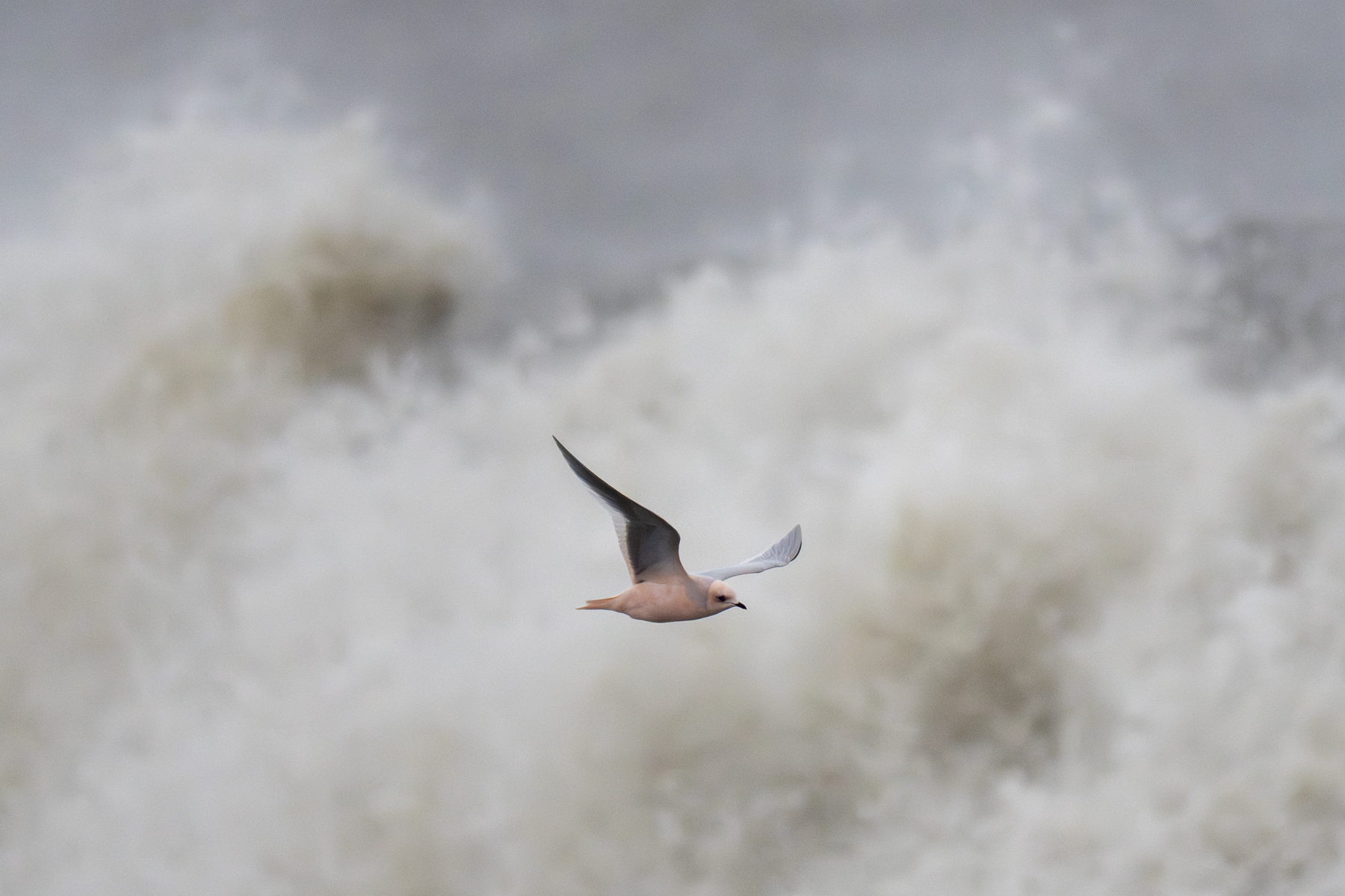 Ross's Gull (image by Mark Beaman)