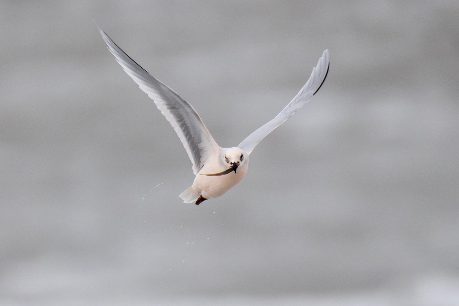 Ross's Gull (image by Mark Beaman)