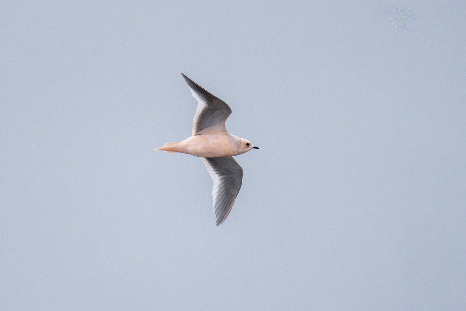Ross's Gull (image by Mark Beaman)