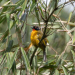 Ruby-throated Bulbul (image by Sjoerd Radstaak)