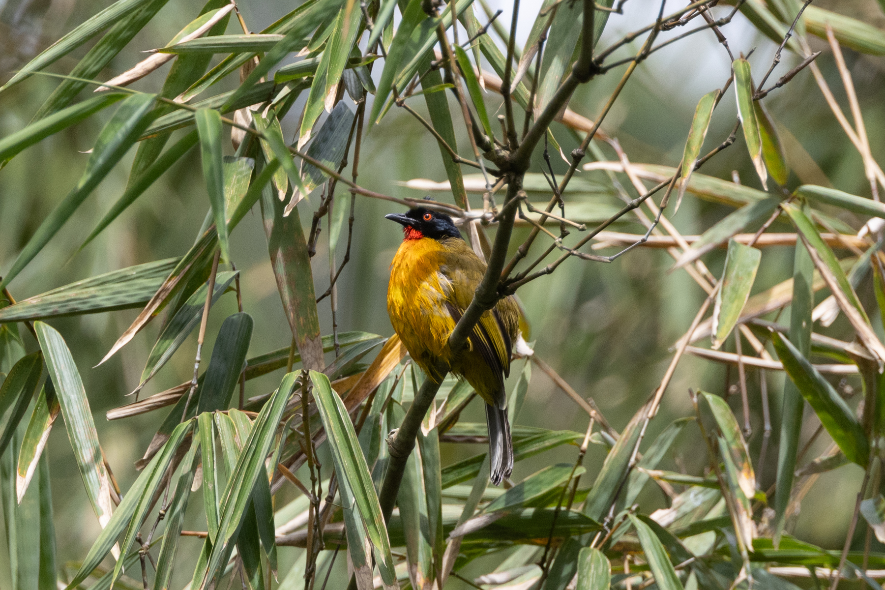 Ruby-throated Bulbul (image by Sjoerd Radstaak)