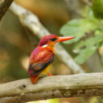 Rufous-backed Dwarf Kingfisher (image by Trevor Ellery)