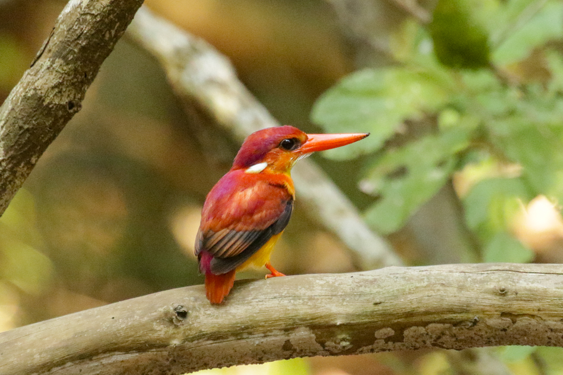 Rufous-backed Dwarf Kingfisher (image by Trevor Ellery)